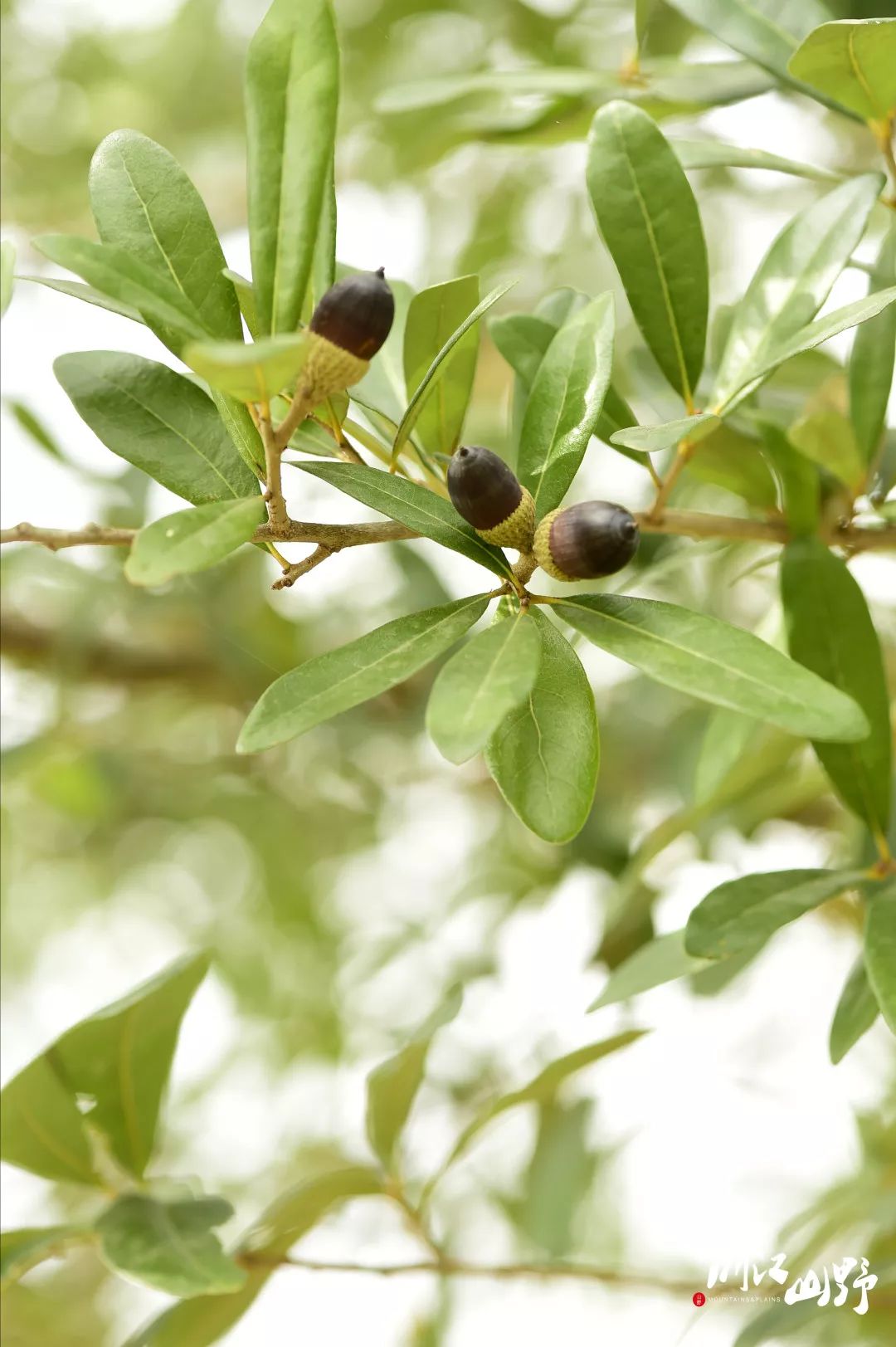 robur fastigiata)柳叶栎(quercus phellos)也是近年引种进来的一种