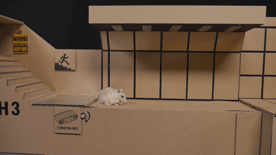 自制仓鼠笼子 纸箱图片