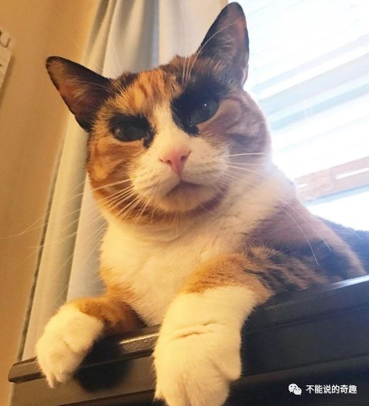 你正气凛然个什么鬼啊这只美国猫威严又呆萌网友每天催更