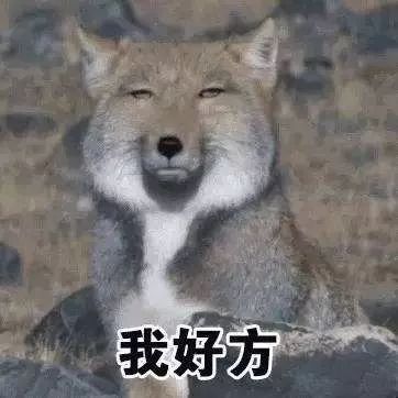 藏狐高清头像1080p图片