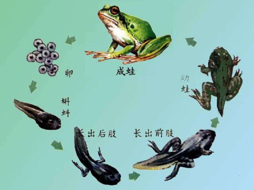 过程,从雌雄青蛙抱对之后,受精卵在水中形成,然后慢慢的发育成蝌蚪