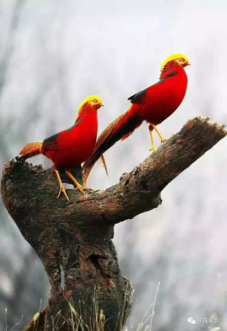 "仙鸟"飞临平陆,赶紧来看看