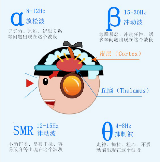 各区的脑波活动节律,基于视听觉方式反馈给儿童,通过训练师的分析引导