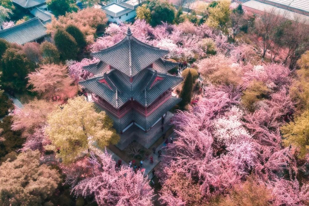 青龙寺樱花高清图片