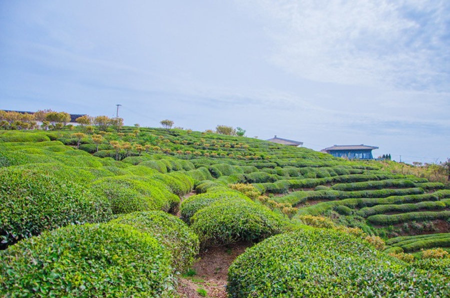 茶園景觀如何設計?