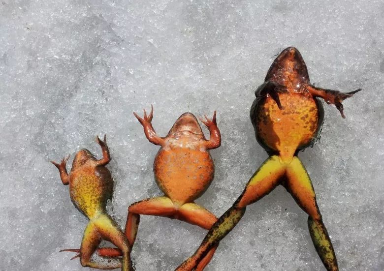 东北人致富的新路子冰天雪地里抓蛤蟆3元一只