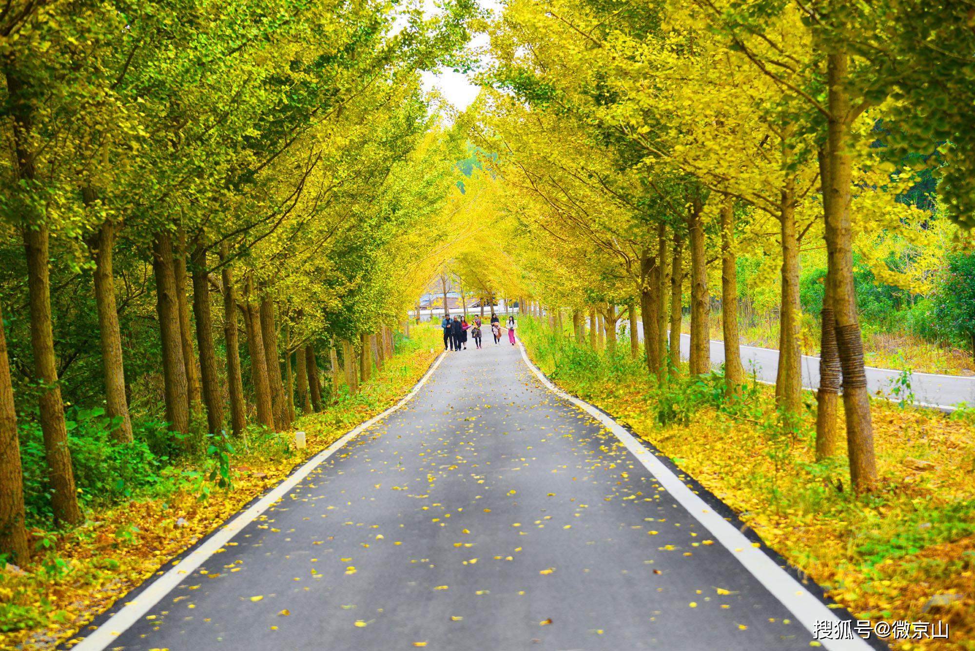 京山最美的网红公路银杏长廊