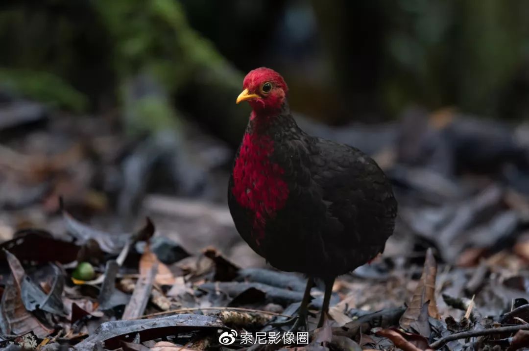 3;iso 2500;红头林鹧鸪结合以上所提及的优点,我越来越觉得以索尼微单