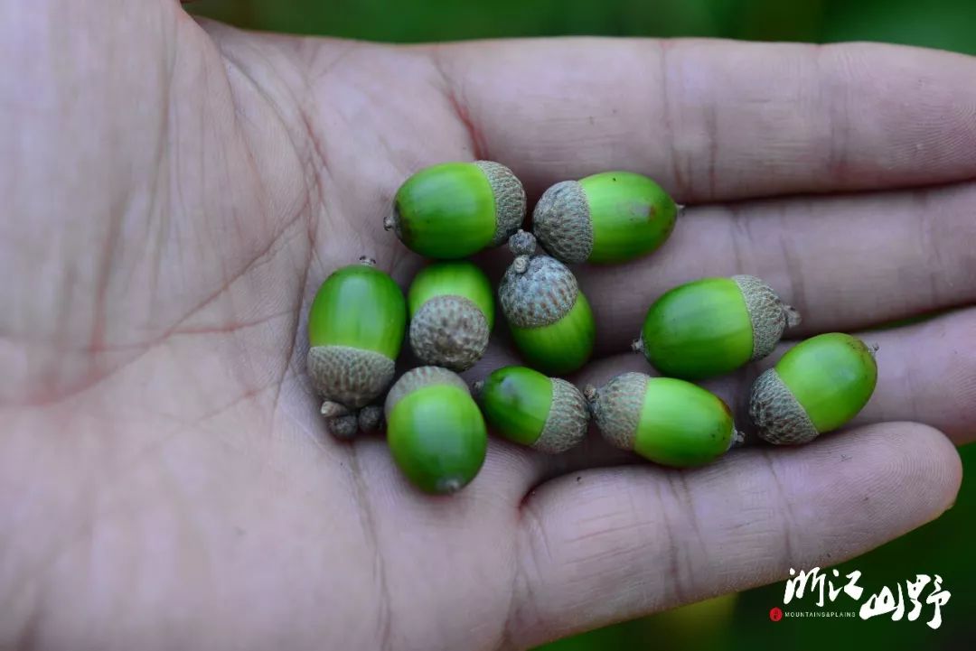 短柄枹栎的橡子短柄枹栎的叶片在秋季也会变得鲜艳美丽不过,中国人