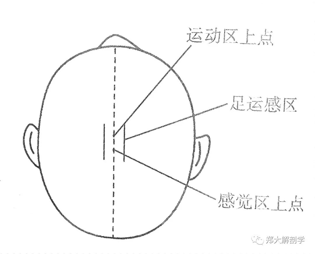 (十一)视区部位 从旁开前后正中线1㎝的平行线与枕外隆凸水平线的交点