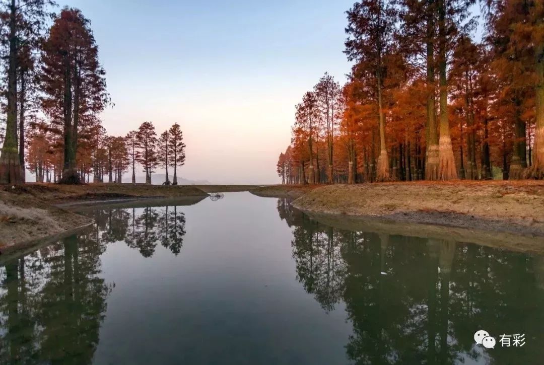 溧阳新网红景点--大溪水库湿地之醉美水杉林◇又现车祸,出租车被撞飞