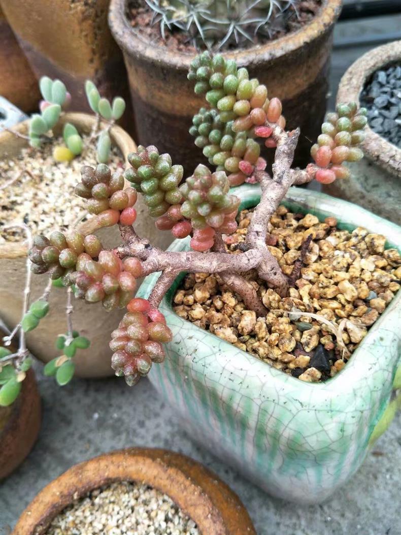 放养的多肉普货老桩2年历练变化喜人