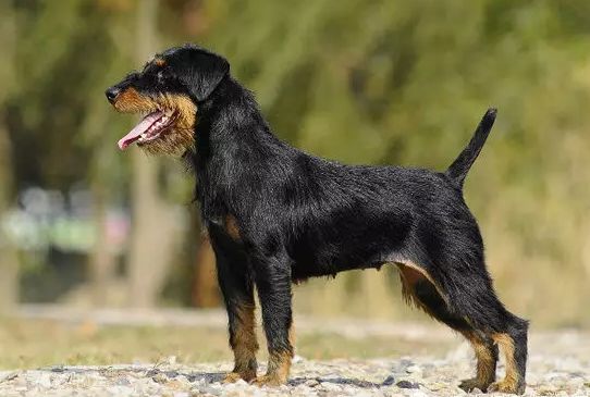 仅20斤的体重却有170磅的超强咬合力德国小钢炮我爱了