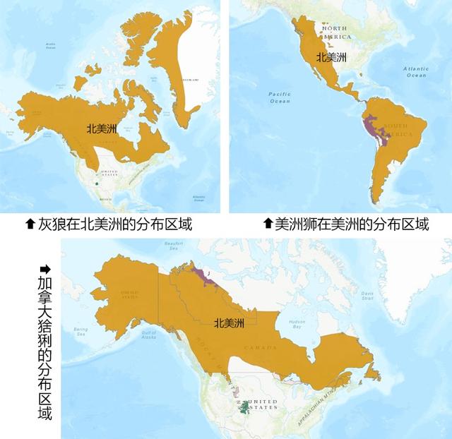 浅谈猞猁对生态系统的影响起到了疾病控制调节物种发展的作用