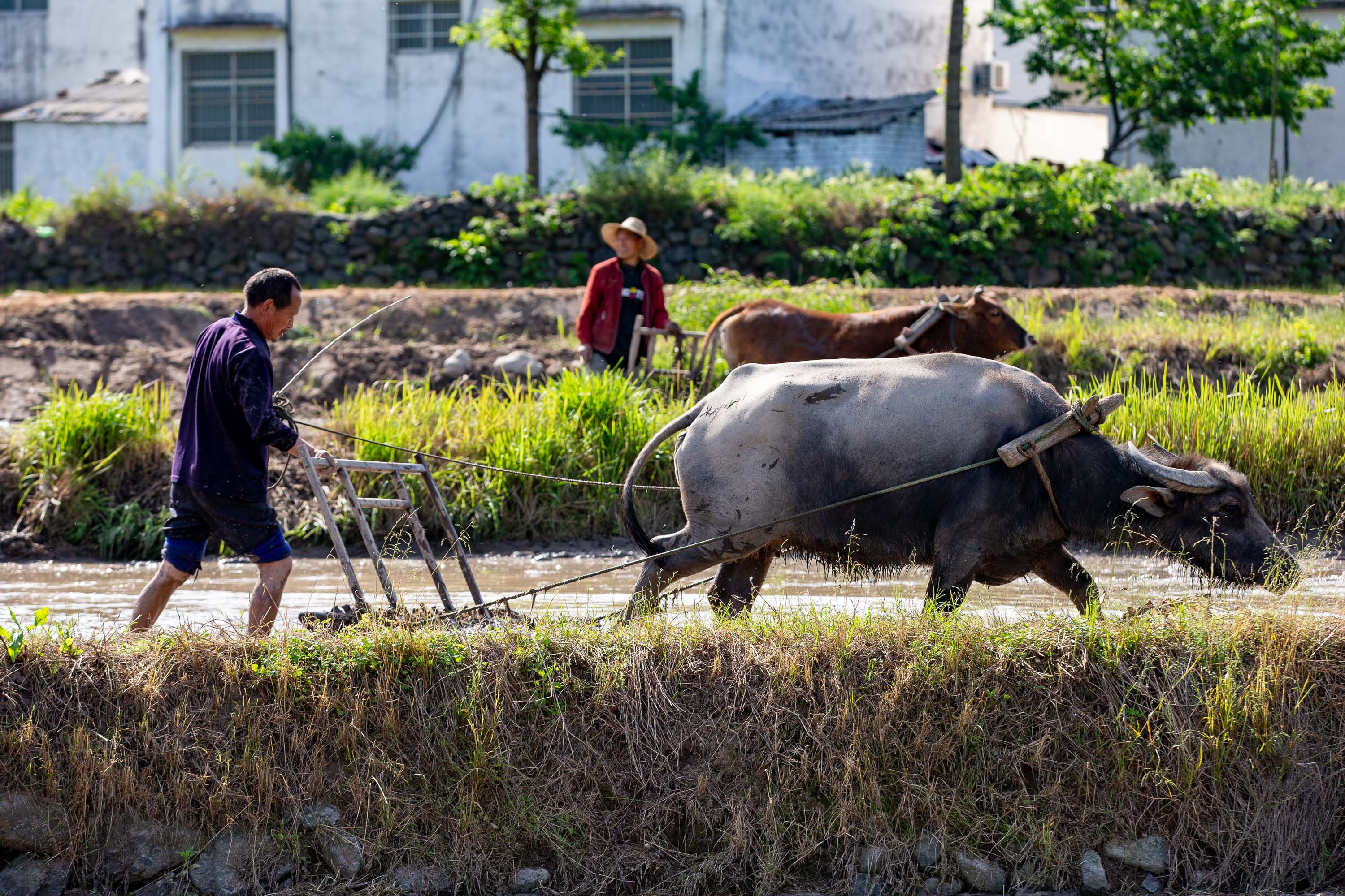 废弃吊车打造出的山村图腾好"牛",有人欲出三十万买,村民不卖_田牛