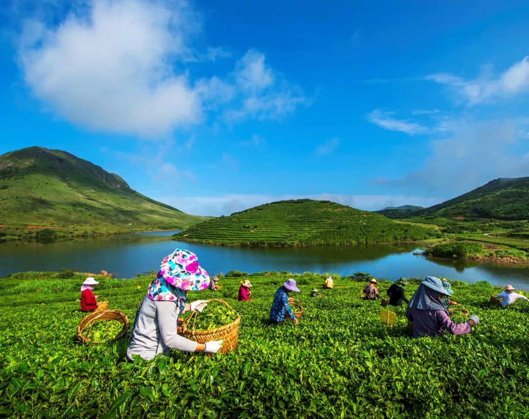 "最美茶乡"评选||中国最美海岛:嵛山岛上茶香袅袅