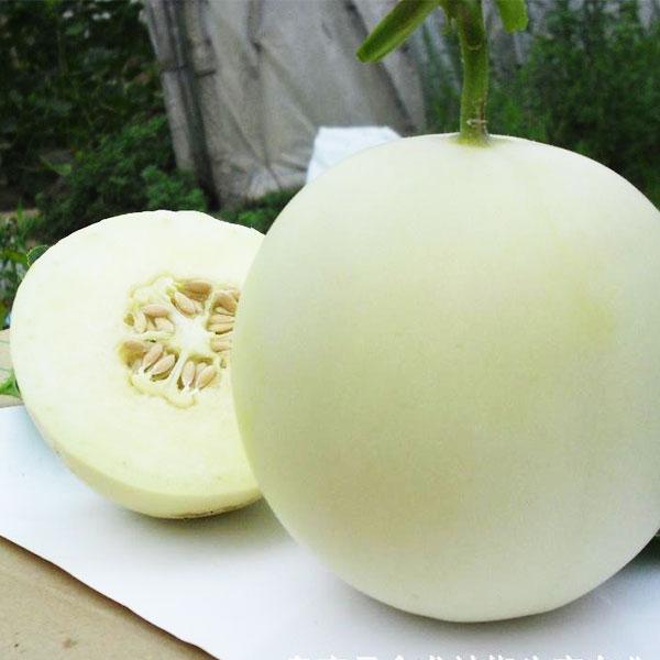 一般的甜瓜品种,在口感方面的表现,就是又脆又甜,但"雪奶香1号"甜瓜