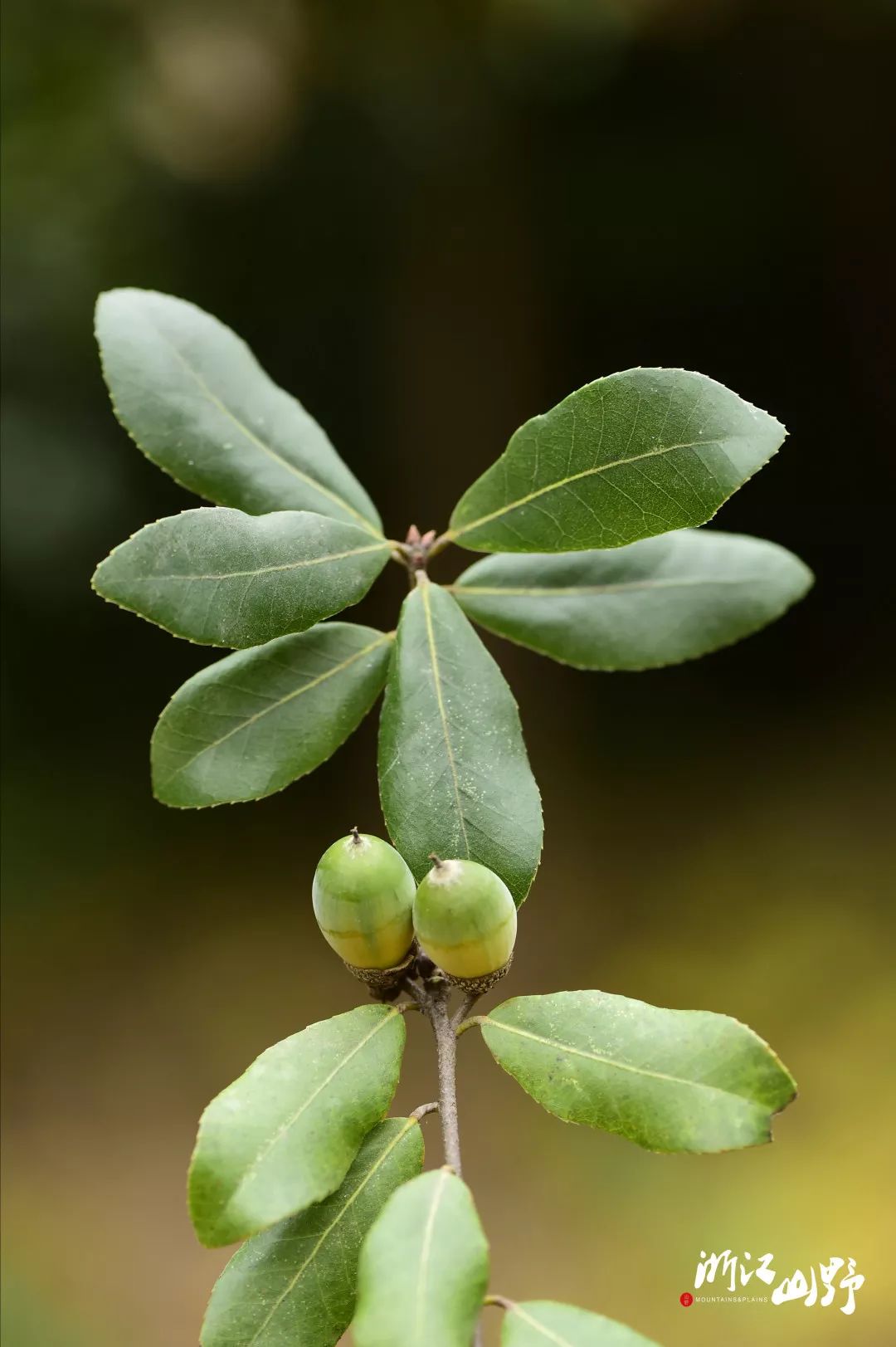 各種橡樹也被開發作為園林觀賞植物,尤其是櫟屬植物和水青岡屬植物