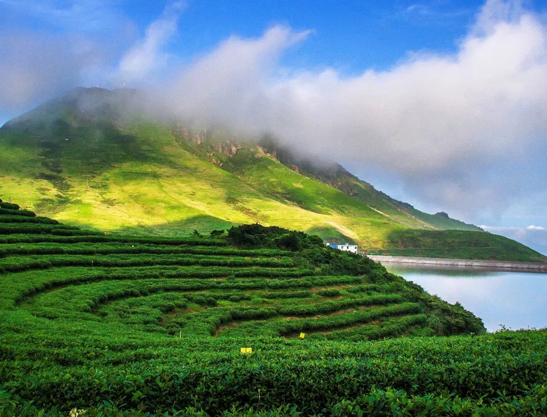 "最美茶乡"评选||中国最美海岛:嵛山岛上茶香袅袅