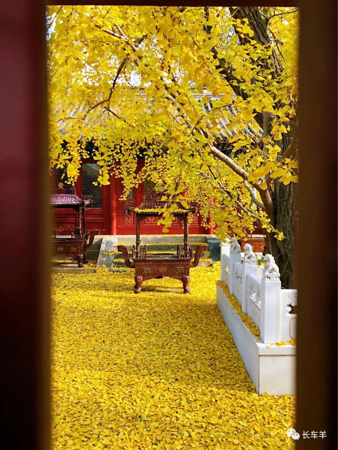 银杏树下的晚秋,是我在北京的一份小确幸_雍和宫