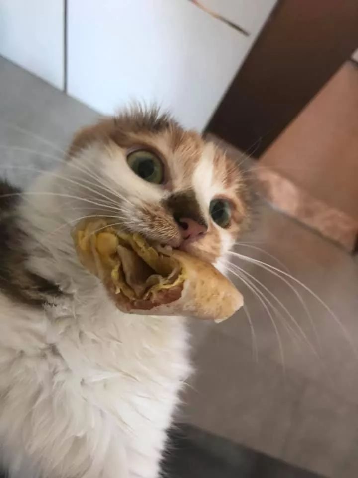 网友表示,家里的猫不是在偷吃,就是在偷吃的路上