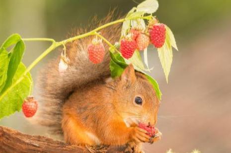 原来植物也是有武器的植物与动物之间的战争