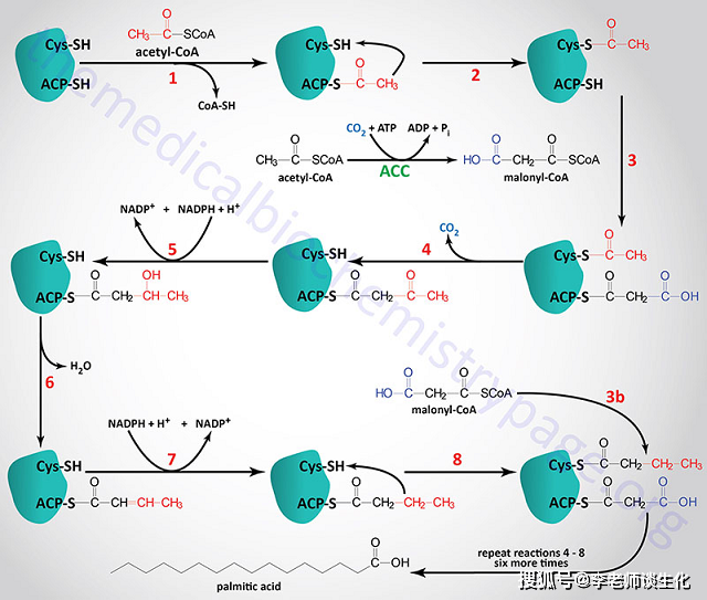 脂肪酸代谢过程图片