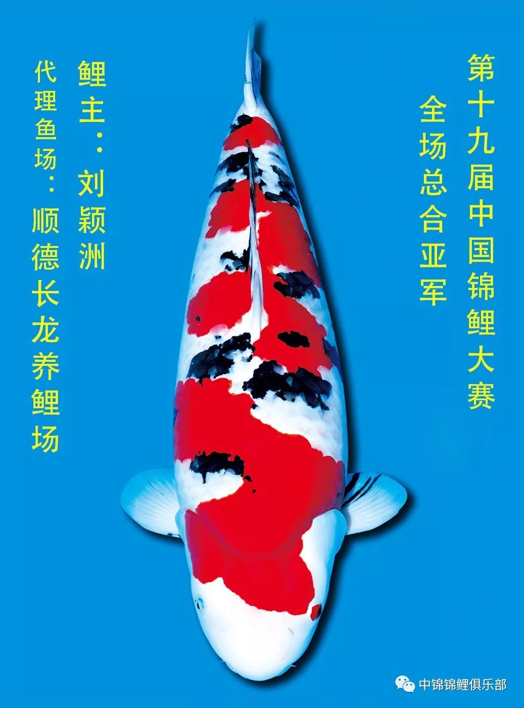 最新资讯直击第19届中国锦鲤大赛冠军艳压全场