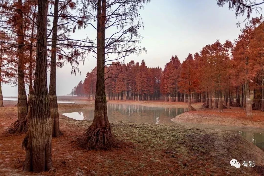 溧陽新網紅景點--大溪水庫溼地之醉美水杉林◇又現車禍,出租車被撞飛