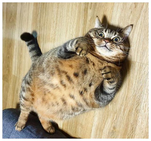 日本超级大胖猫在网络走红,胖成球的猫咪卖萌太可爱了