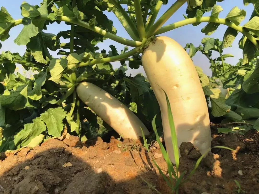 又是一年甜水萝卜丰收季