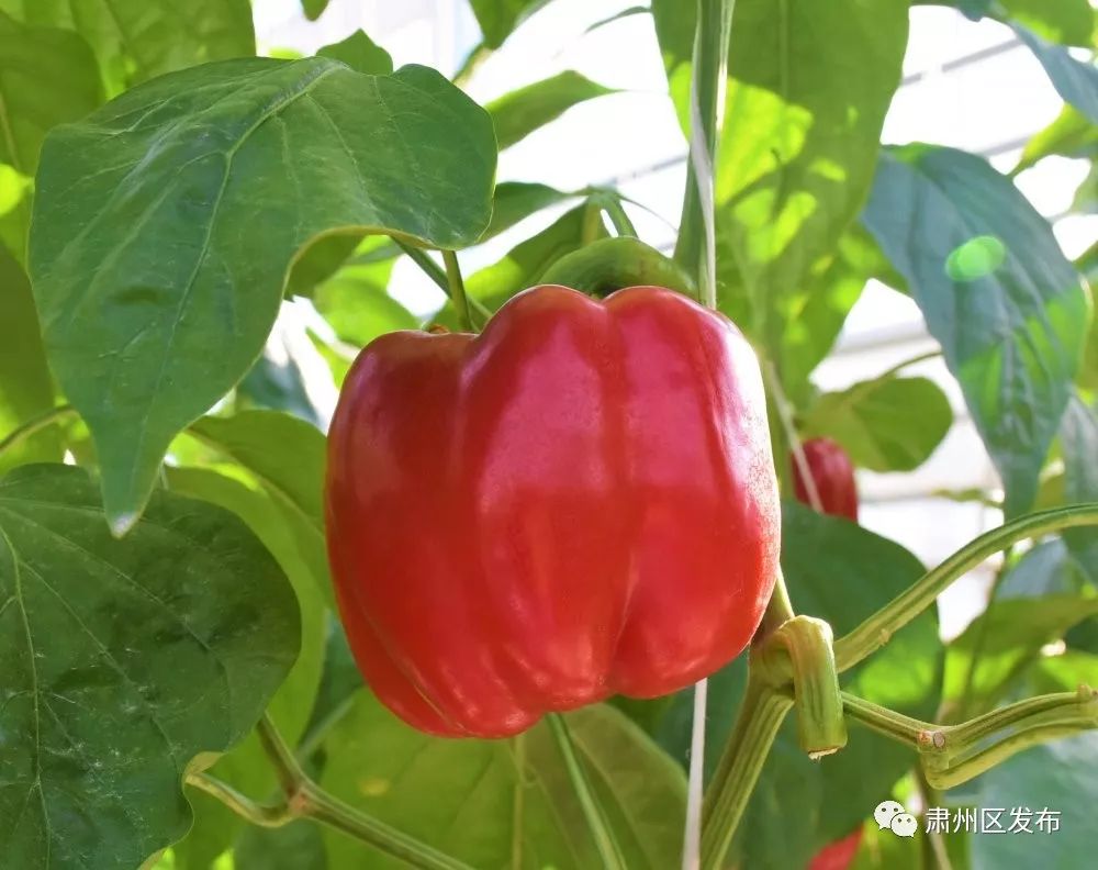 彩椒树彩椒种植玻璃温室里走进敦煌种业戈壁生态农业产业园色彩缤纷的