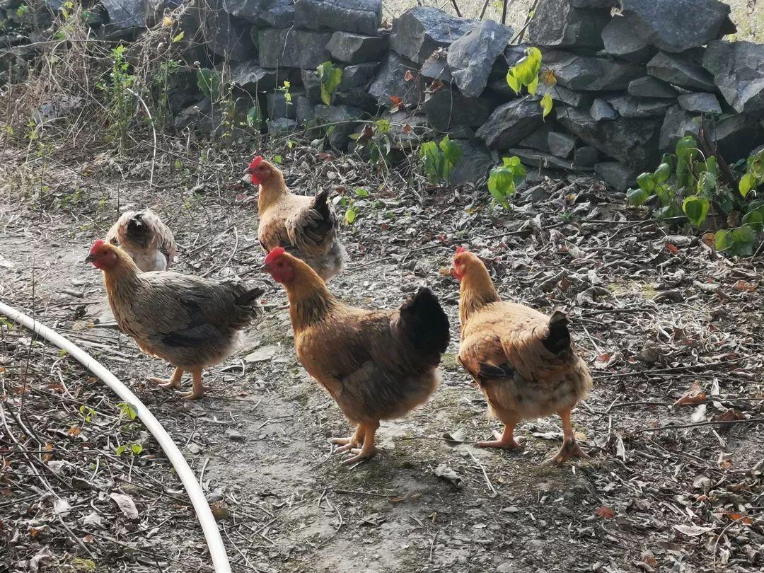 为了给鸡锻炼身体,阳山老板包下整个山头,鸡却没逃过深圳人的嘴