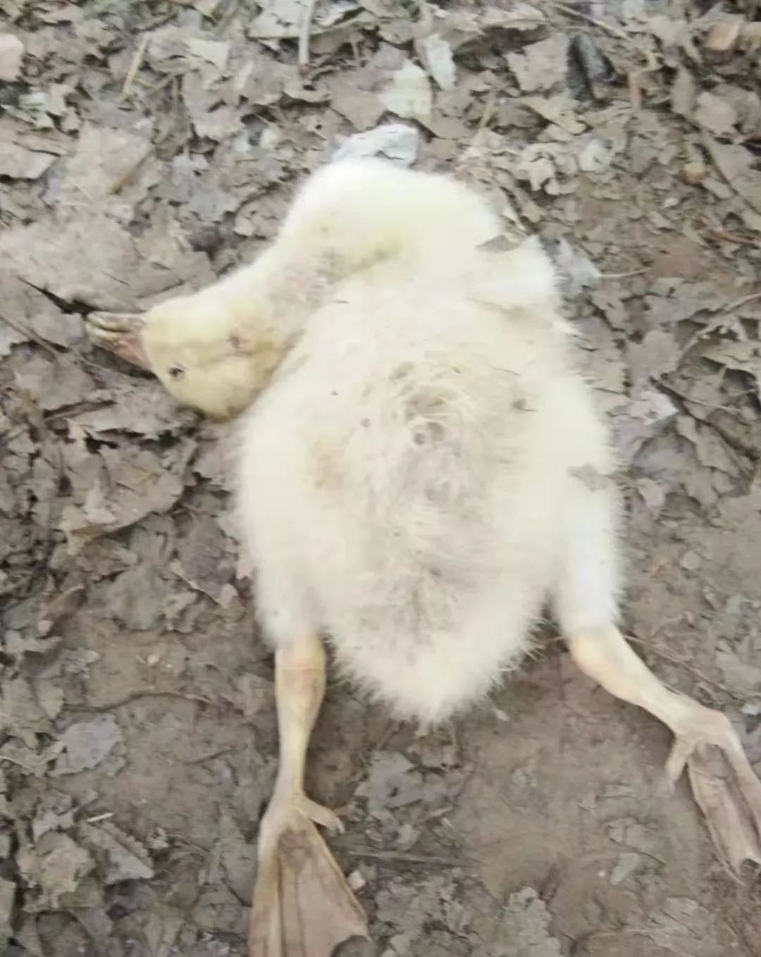 秋季以来好多养殖户咨询鹅老是出现走路一拐一拐的是怎么回事儿