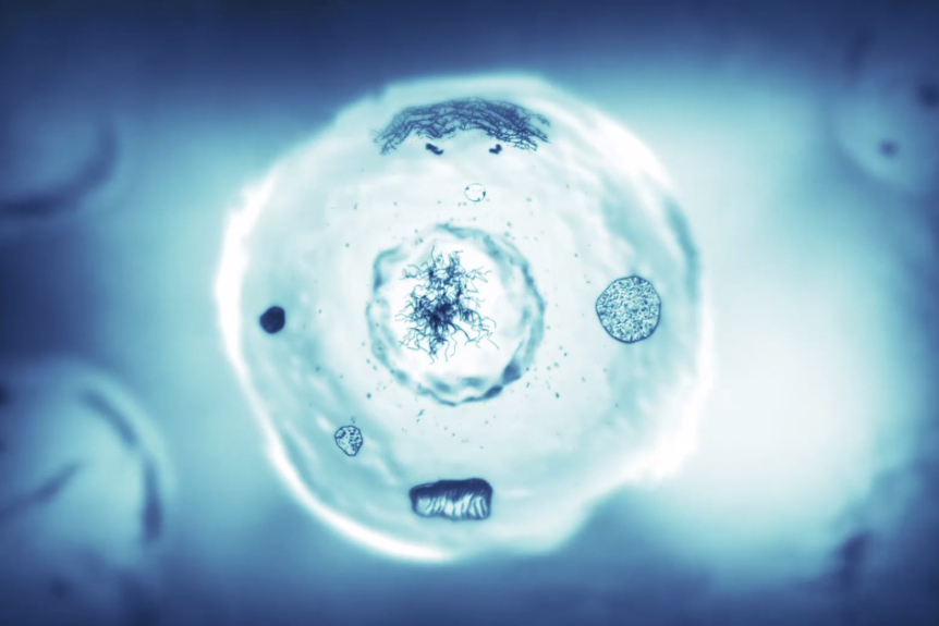 中科再生医学研究院认为,干细胞将用于再生医学-造福人类健康