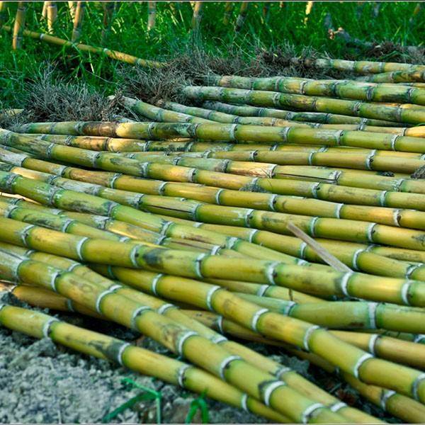 绿皮甘蔗和紫皮甘蔗,有什么不同?早知道早受益!