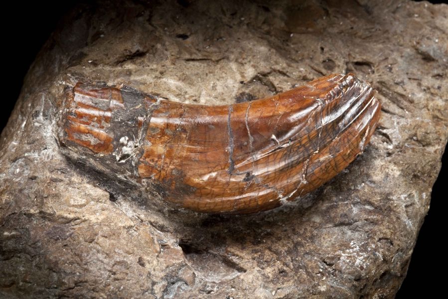禽龙的牙齿化石