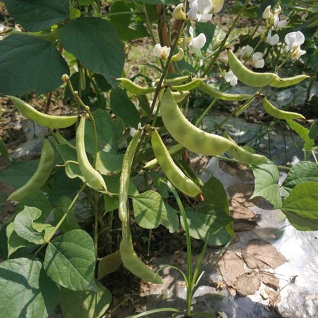 一边生长,一边结荚,打霜了也还能结荚的高产量扁豆品种!速了解_种植