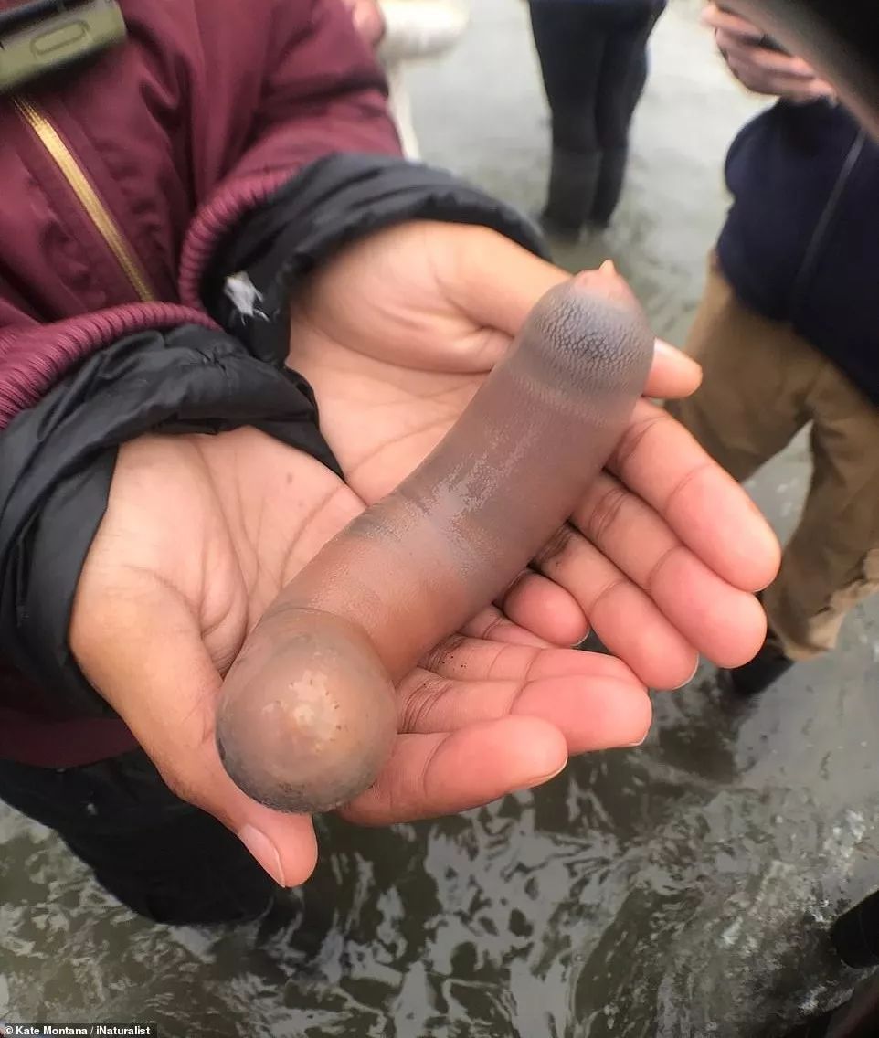 原来,这是一种海洋蠕虫动物,学名叫urechis unicinctus,中文:单环刺螠