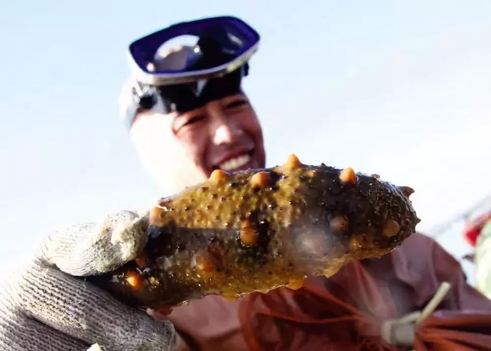 門頭溝有個海參哥誰認識!出海養參回來賣!自己人吃參,買參都超實惠!