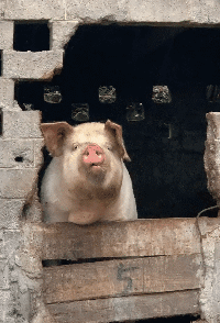 【搞笑gif图】长得最像猪的猪 表情亮了