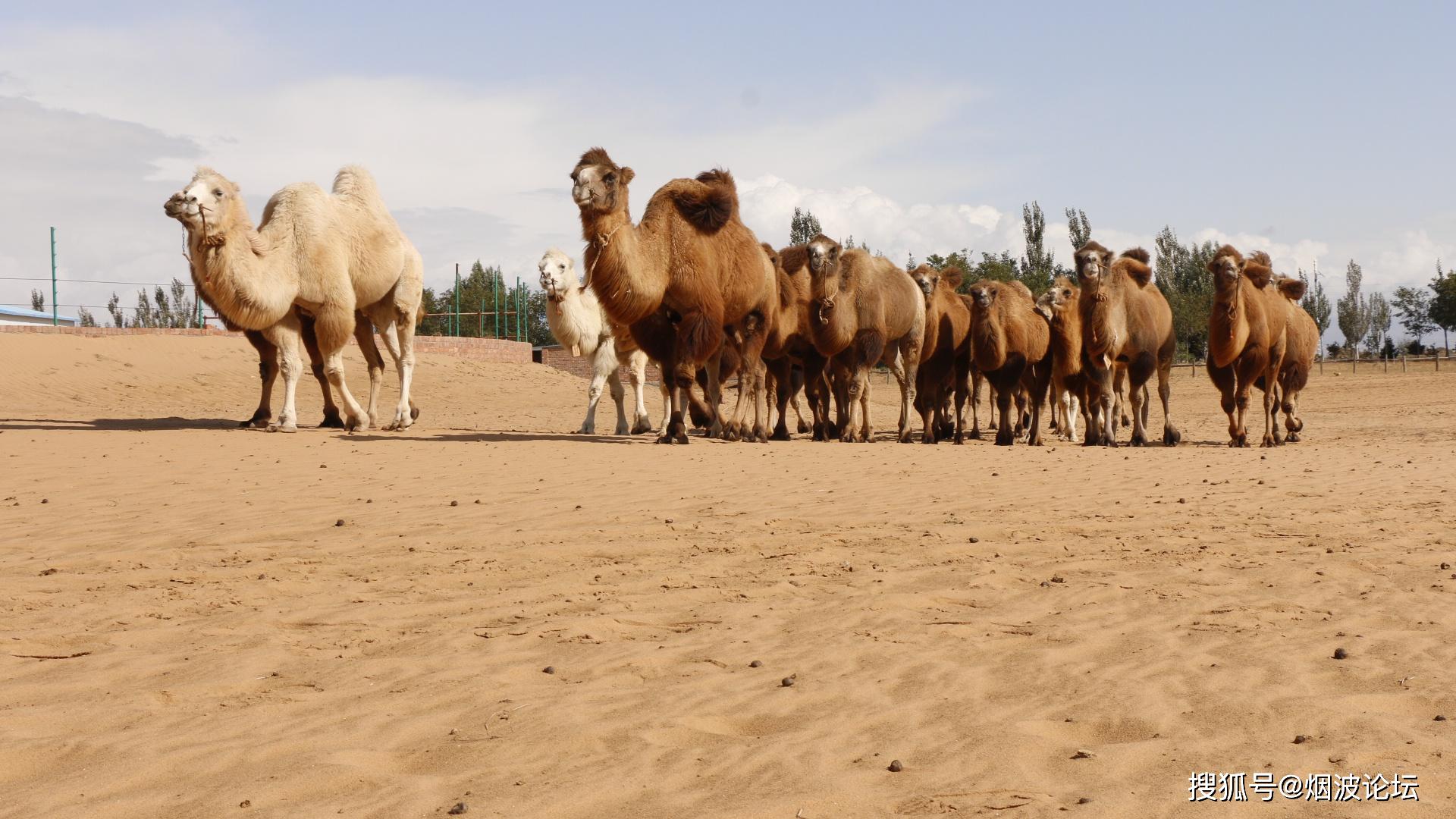 西域风情下的骆驼群浓浓的西域风情孕育着新生播下的种子正在生根发芽