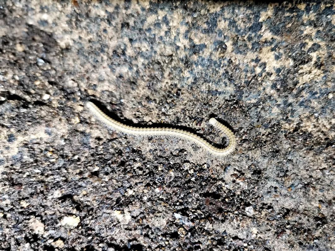 马陆( millipede )也称千足虫,危险来临时会将身体蜷缩假死/摄影08