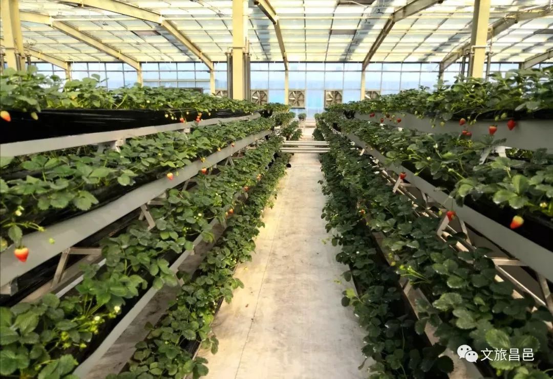 经济发展区青山路北首路东,史家庄村南(导航青山庄园休闲农场)约吗?