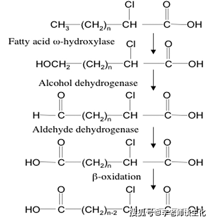 脂肪酸的不同氧化方式_代謝