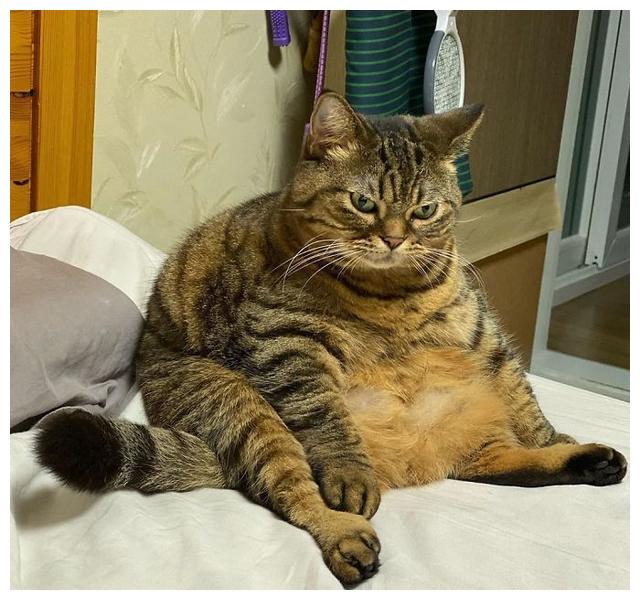 日本超级大胖猫在网络走红,胖成球的猫咪卖萌太可爱了