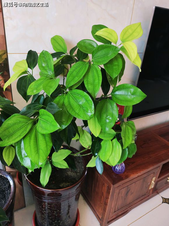 原创客厅放盆平安树,保佑家人四季平安,做好这几点,四季绿油油