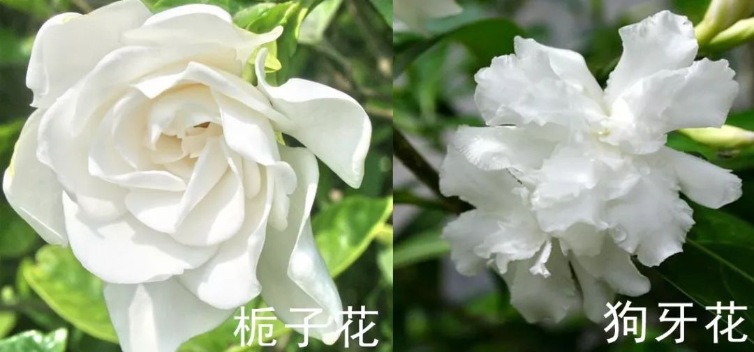 而狗牙花是淡淡的茉莉香,从形态上来看,狗牙花要比栀子花小的多,狗牙