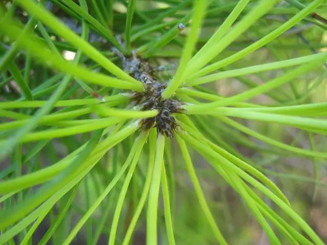 12月14日射手星座花 海岸松 黄松 事物