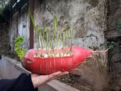 果然是什么种植容器都有,连用大萝卜来种植蒜苗都可以想出来,台长真是